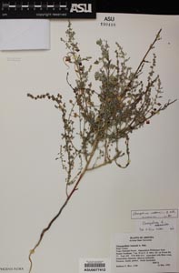 Herbarium Sheet of 